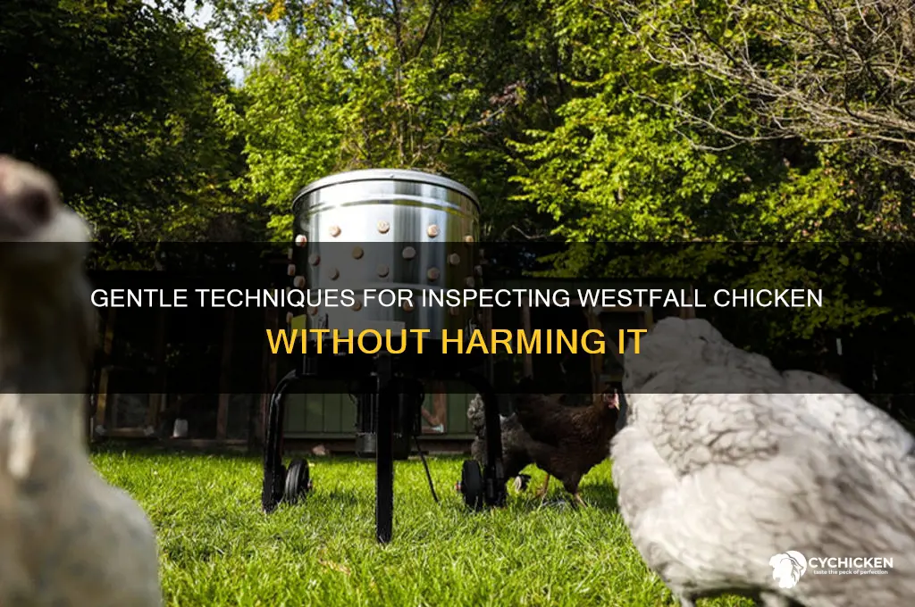 how to inspect westfall chicken without killing it