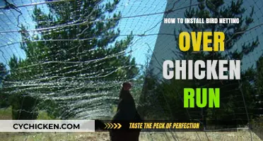 Protect Your Flock: Easy Steps to Install Bird Netting Over Chicken Runs