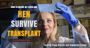 Guide to Ensuring Your Chicks and Hens Survive Transplant