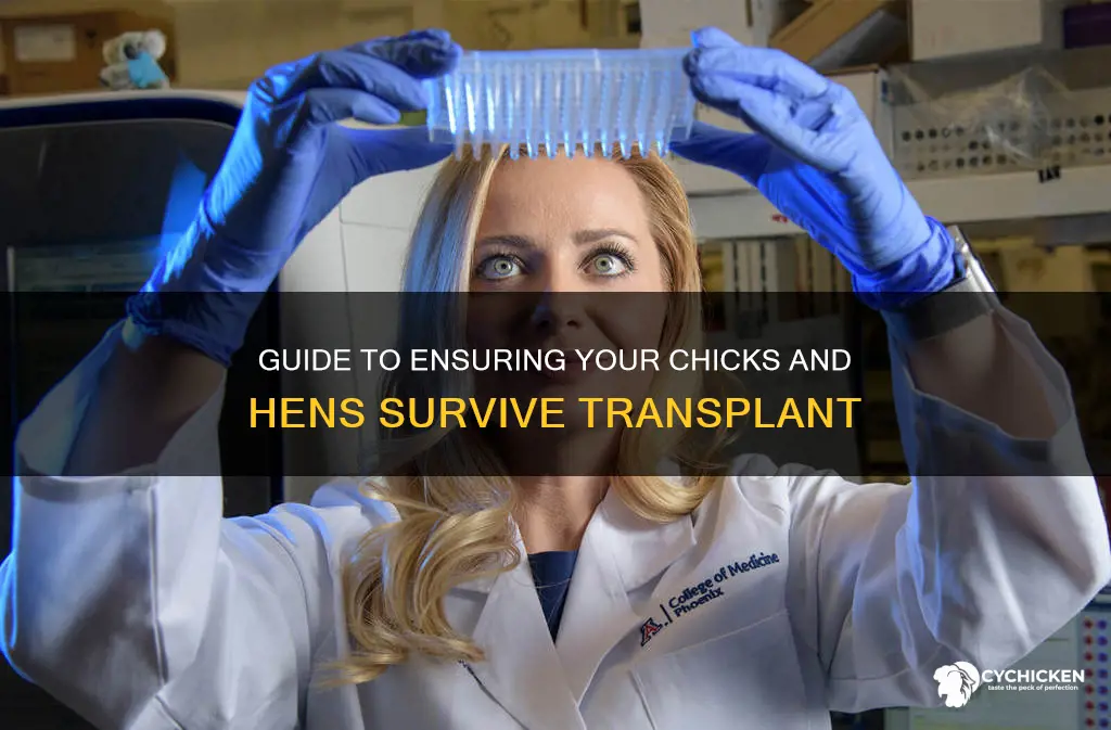 how to insure my chick and hen survive transplant