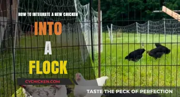 Introducing New Chickens: Tips for a Happy Flock