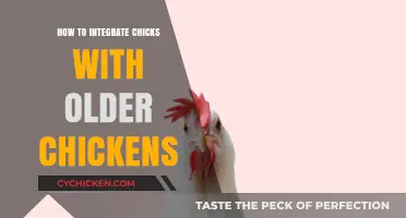 Smoothly Introducing Chicks to Older Hens: A Step-by-Step Guide