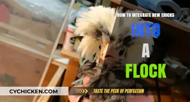 Smoothly Integrating New Chicks: Tips for a Harmonious Flock Transition