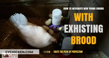 Integrating Young Chicks: Tips for a Peaceful Brooder
