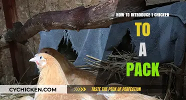 Introducing a Solo Chicken to Your Flock: A Step-by-Step Guide