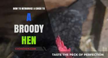 Introducing Chicks to a Broody Hen: A Step-by-Step Guide