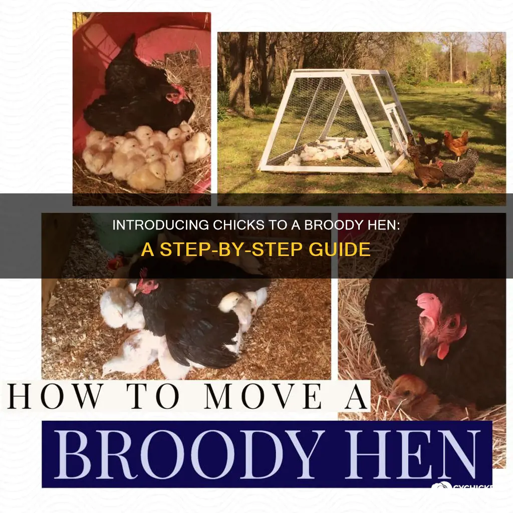 how to introduce a chick to a broody hen