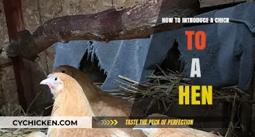 Introducing Chicks to Hens: A Step-by-Step Guide for Smooth Integration