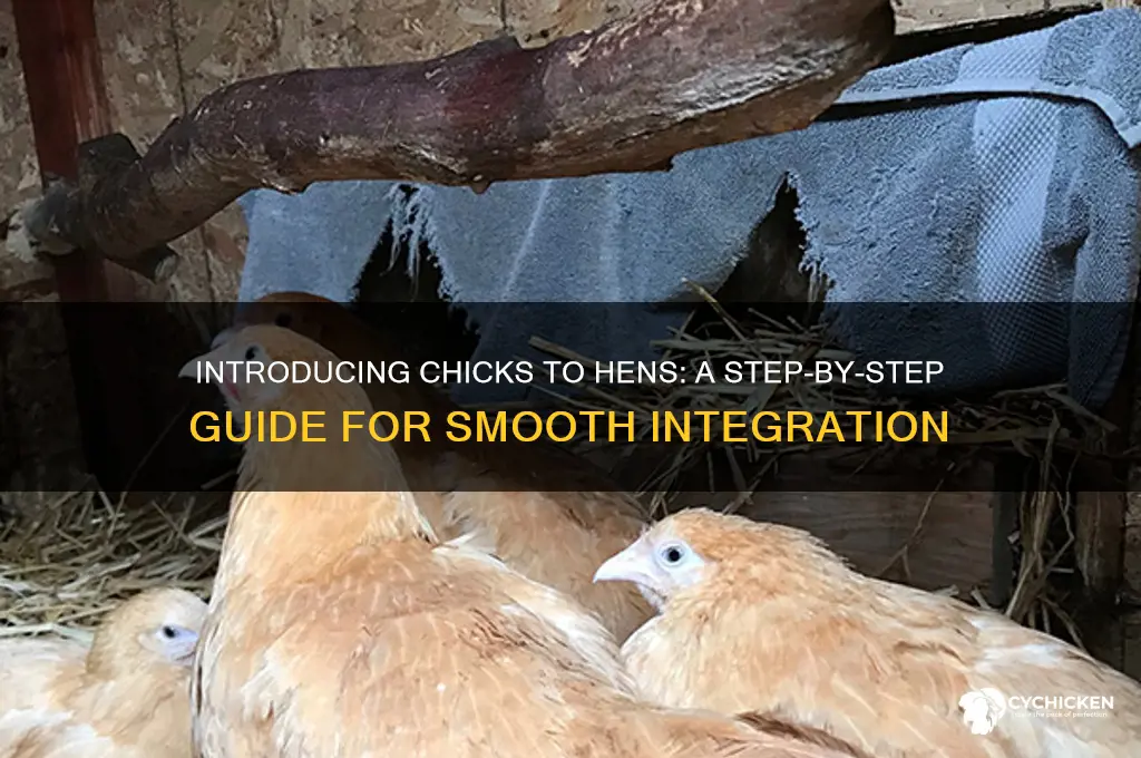 how to introduce a chick to a hen