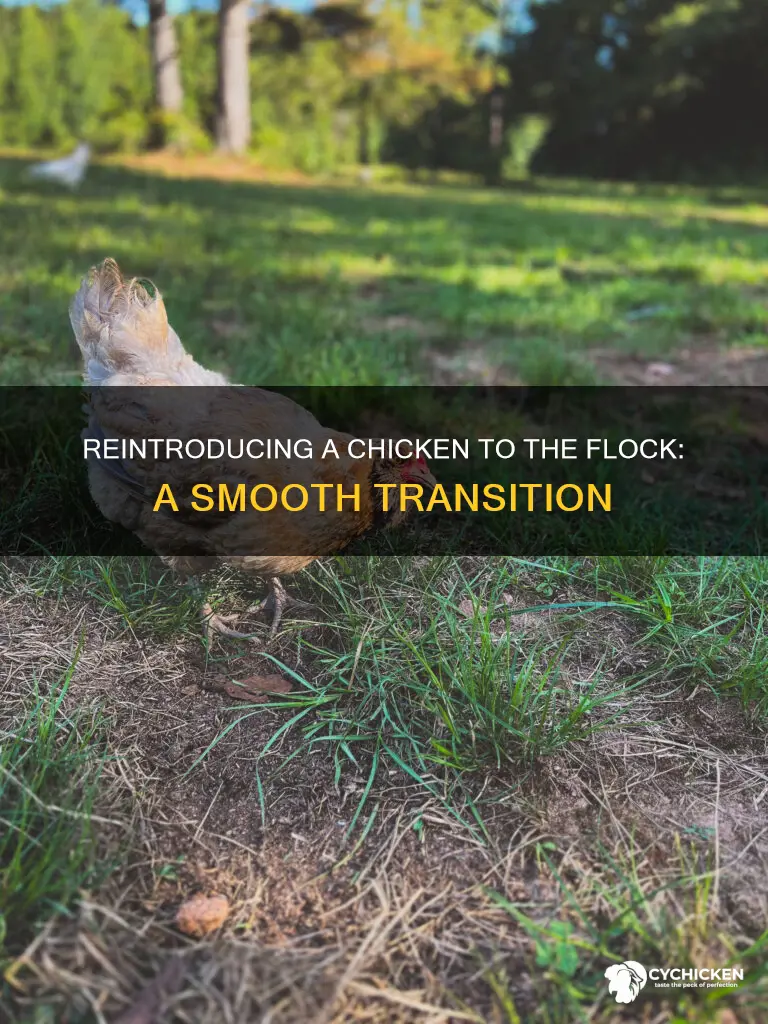 how to introduce a chicken back into the flock