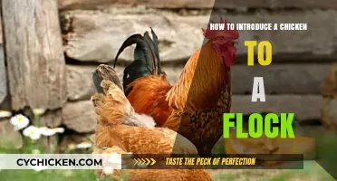 Introducing New Chickens: A Step-by-Step Guide to Flock Integration