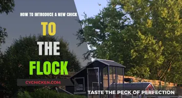 Introducing a New Chick: Tips for a Peaceful Flock