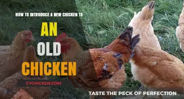 Introducing New Chickens: A Guide for Peaceful Integration