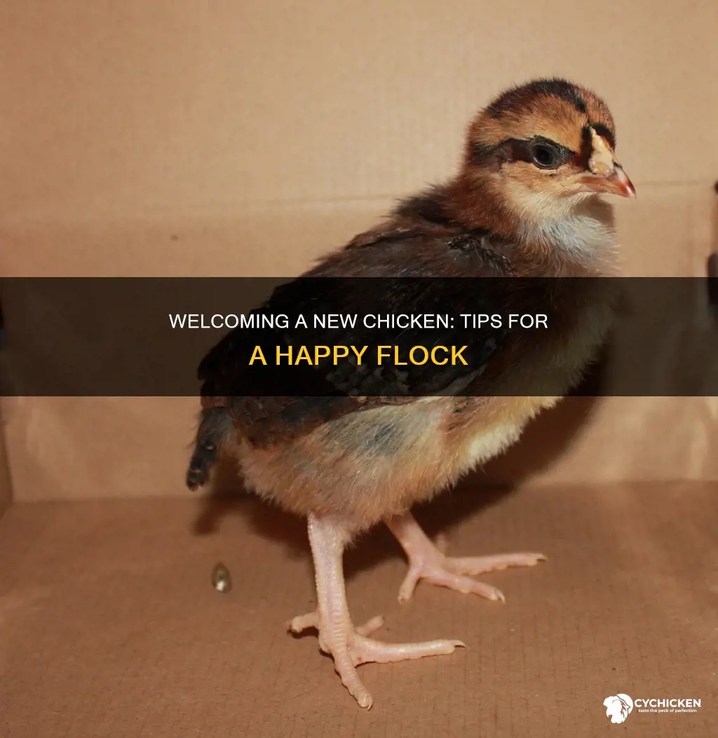 how to introduce a new chicken to my flock