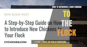 Introducing New Chickens: Tips for a Peaceful Flock