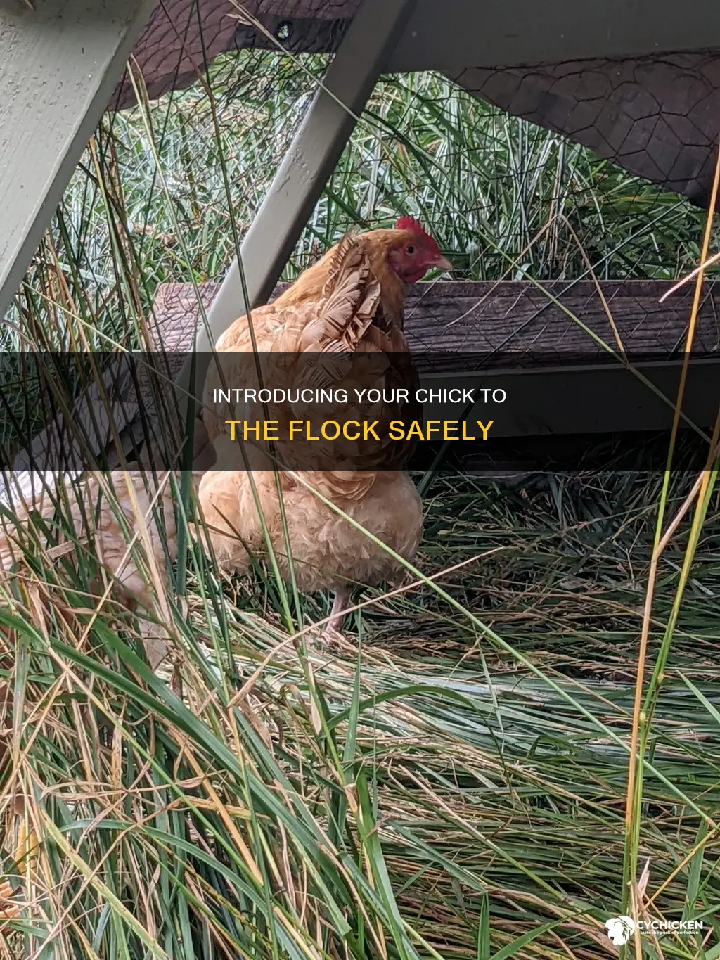 how to introduce a six-week-old chicken to the flock
