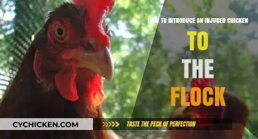 Introducing an Injured Chicken: A Guide to Flock Reintegration