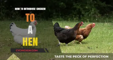 Introducing a New Chicken to Your Flock: A Step-by-Step Guide