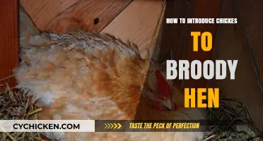 Introducing Chicks to a Broody Hen: A Step-by-Step Guide