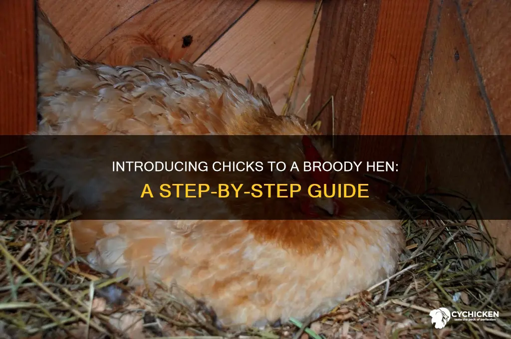 how to introduce chickes to broody hen