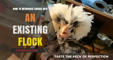 Integrating Chicks into Your Flock: A Step-by-Step Guide for Success