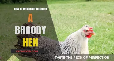 Introducing Chicks to a Broody Hen: A Step-by-Step Guide