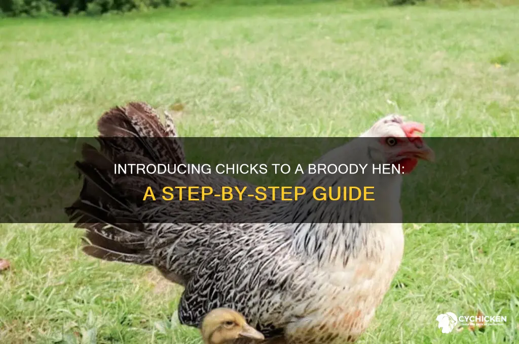 how to introduce chicks to a broody hen