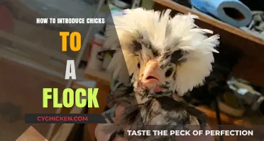 Introducing Chicks to Your Flock: A Smooth Integration Guide