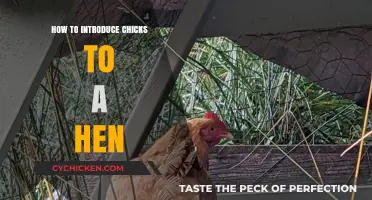 Introducing Chicks to Your Hen: A Smooth Integration Guide
