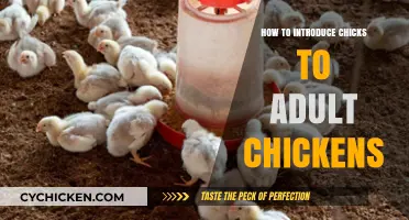 Introducing Chicks to Adult Chickens: A Smooth Transition Guide