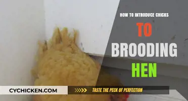 Introducing Chicks to a Broody Hen: A Step-by-Step Guide
