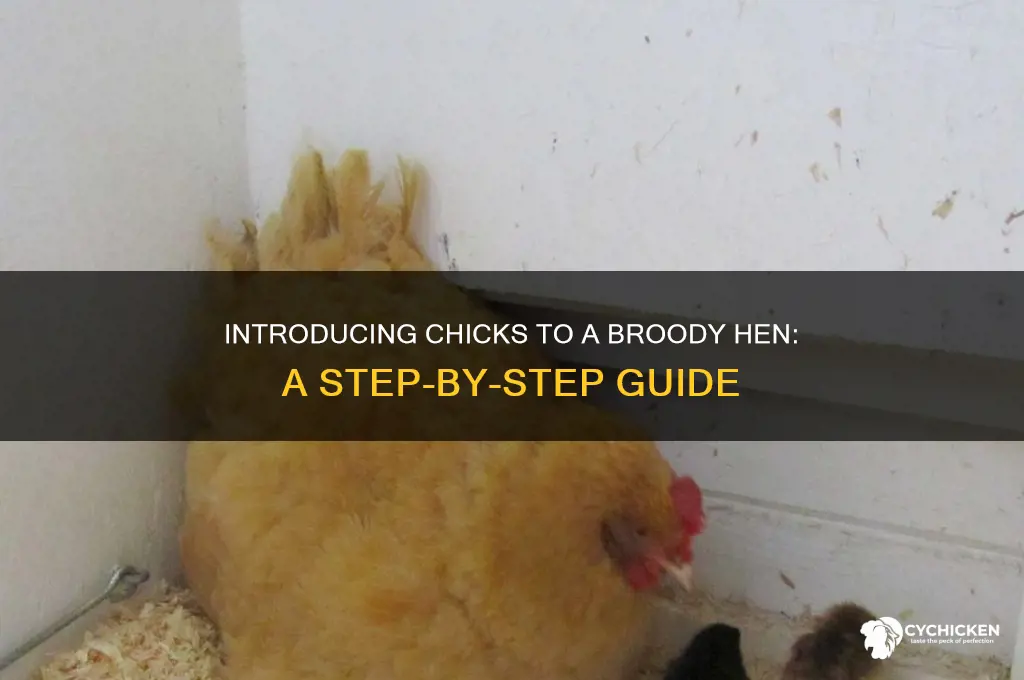 how to introduce chicks to brooding hen