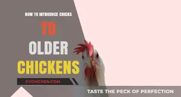 Introducing Chicks to Older Hens: A Smooth Transition Guide