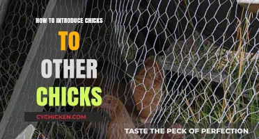 Introducing Chicks to Chicks: A Step-by-Step Guide for Smooth Integration