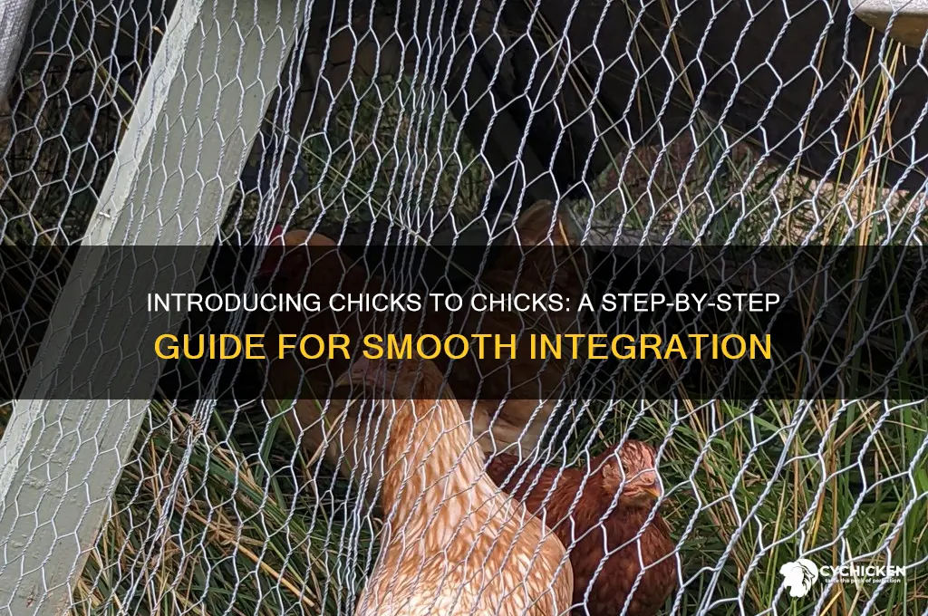 how to introduce chicks to other chicks