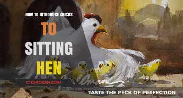 Introducing Chicks to a Sitting Hen: A Step-by-Step Guide