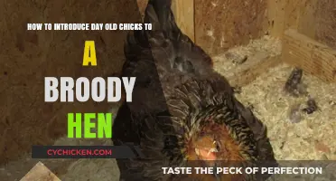 Introducing Chicks to a Broody Hen: A Step-by-Step Guide