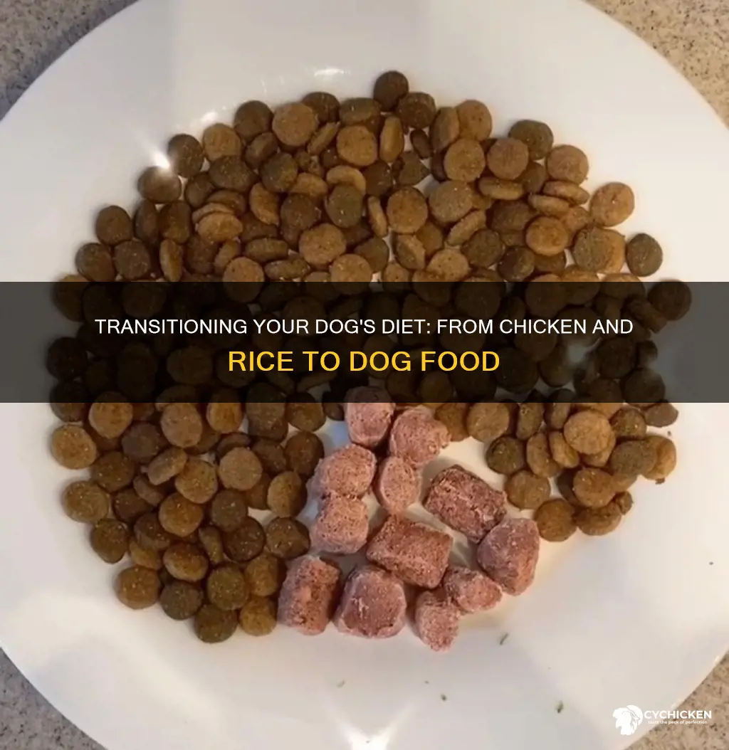 how to introduce dog food after chicken and rice
