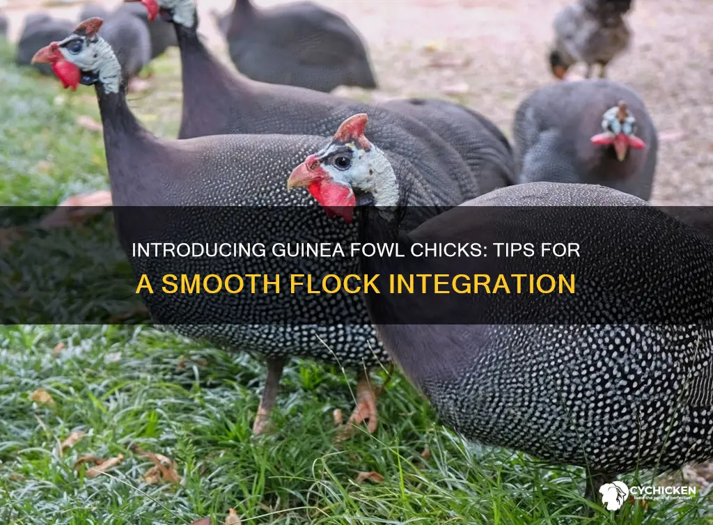 how to introduce guinea fowl chicks to the flock