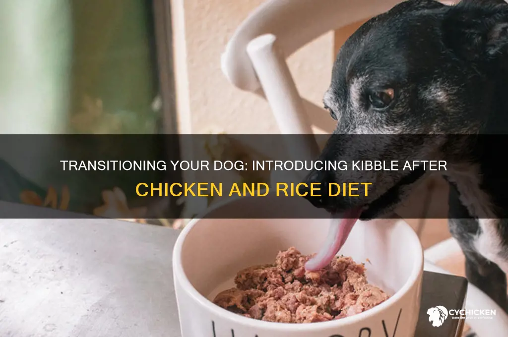 how to introduce kibble after chicken and rice