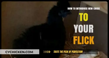 Introducing New Chicks to Your Flock: A Step-by-Step Guide
