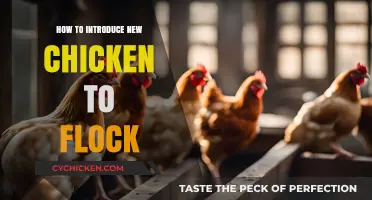 Introducing New Chickens: A Smooth Flock Integration Guide