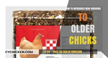 Introducing New Chickens to Older Chicks: A Smooth Flock Integration Guide