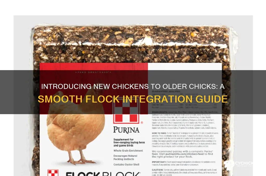 how to introduce new chickens to older chicks