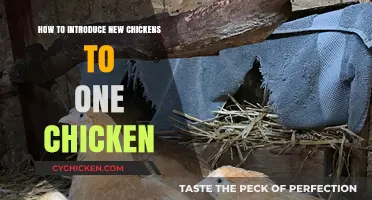 Introducing New Chickens to Your Solo Hen: A Step-by-Step Guide
