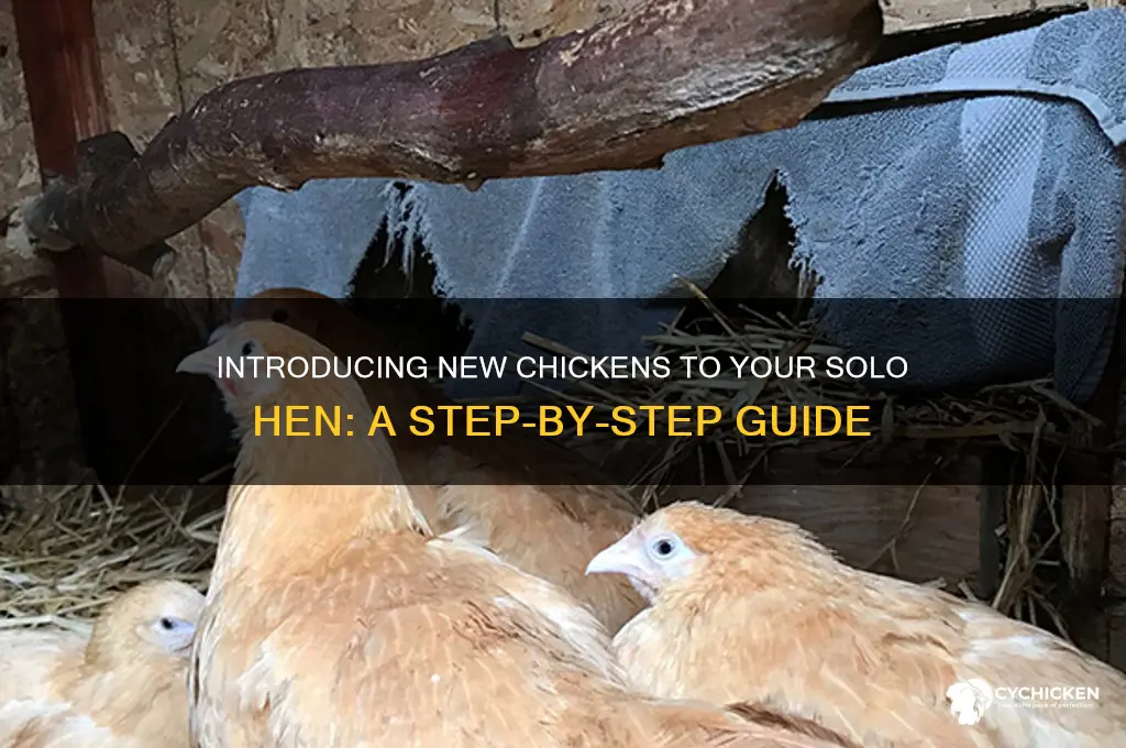 how to introduce new chickens to one chicken