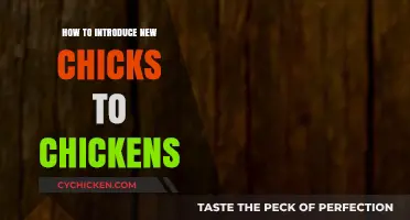 Introducing New Chicks to Your Flock: A Smooth Integration Guide