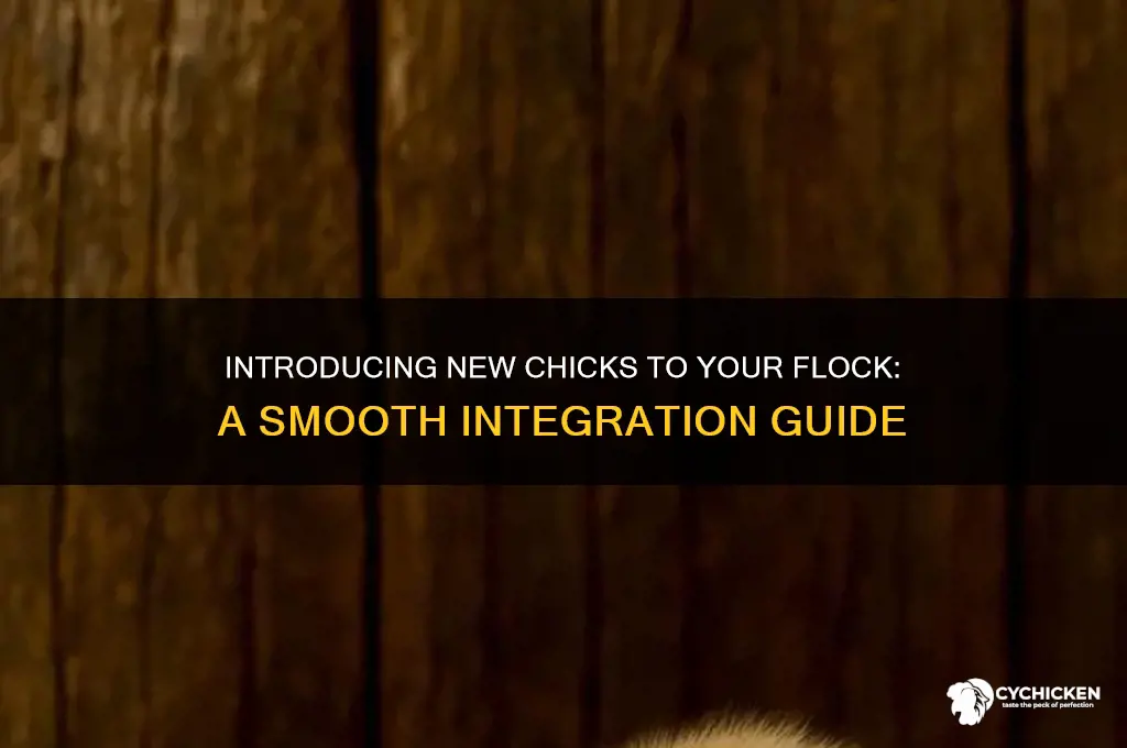 how to introduce new chicks to chickens