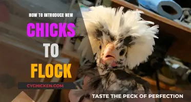Introducing New Chicks to Your Flock: A Smooth Integration Guide