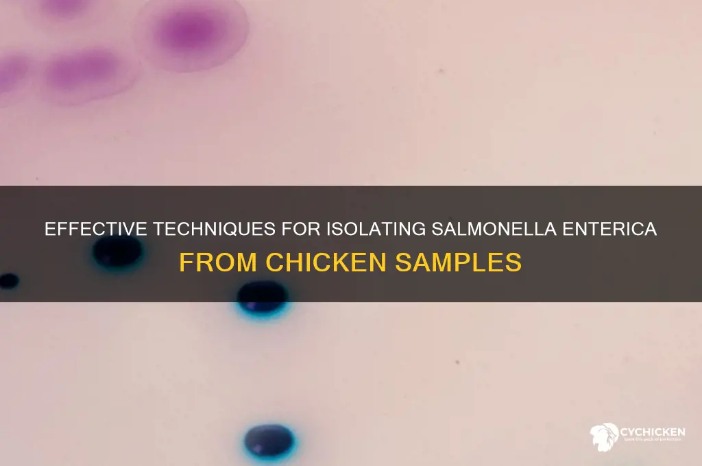 how to isolate salmonella enterica from chicken